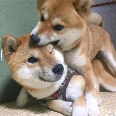 我姓木子