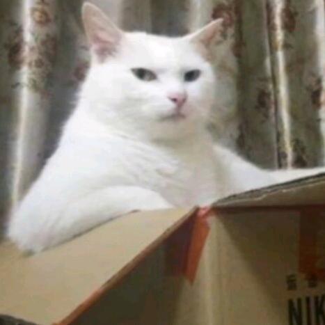毛子