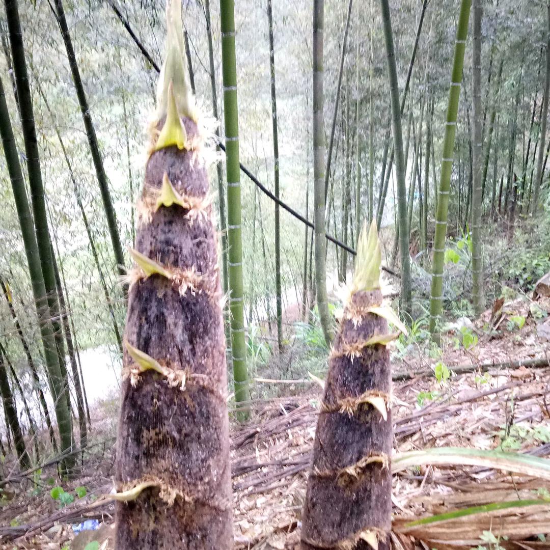 用户杉杉