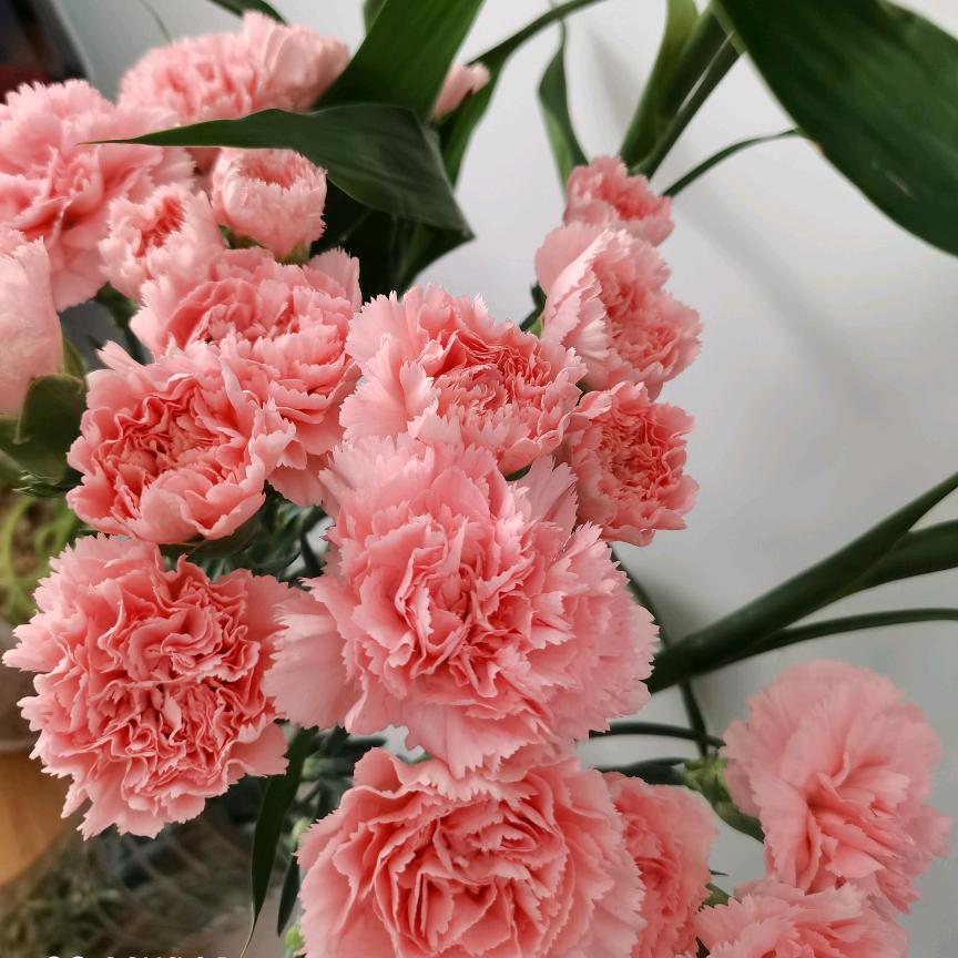 柠檬香田头像