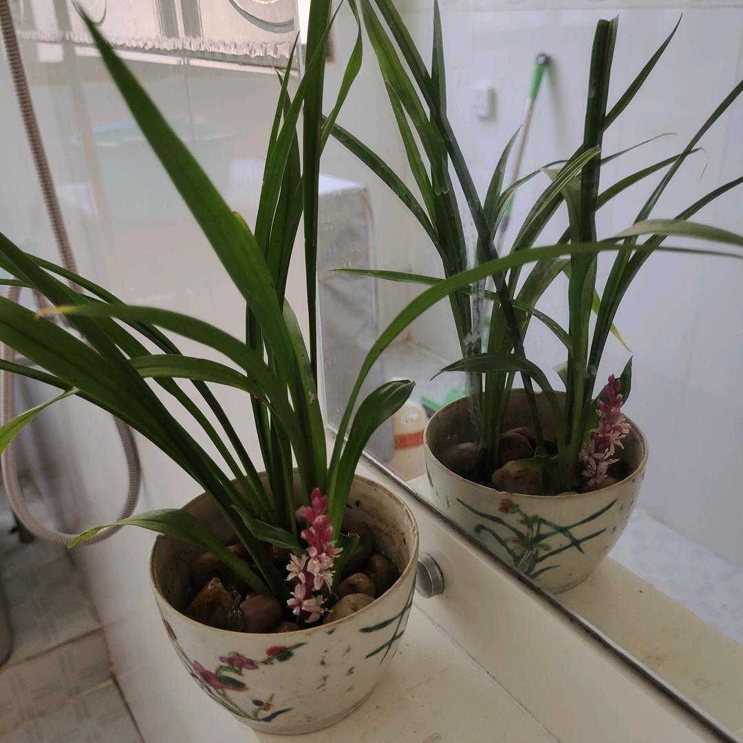 邹柳英