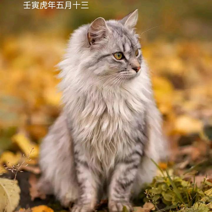 小仙女