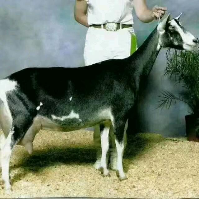 邹平奶山羊🐐养殖，袁哥。
