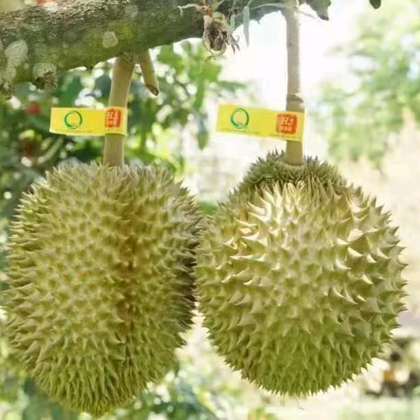 轩林便利水果小时达