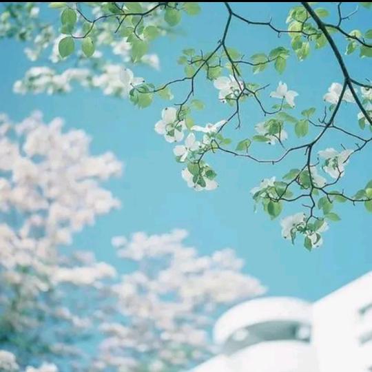 云想花想