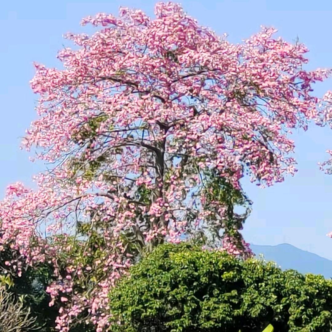 凯江河的鱼鹰