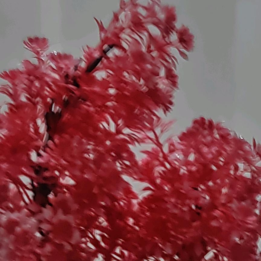 梅花