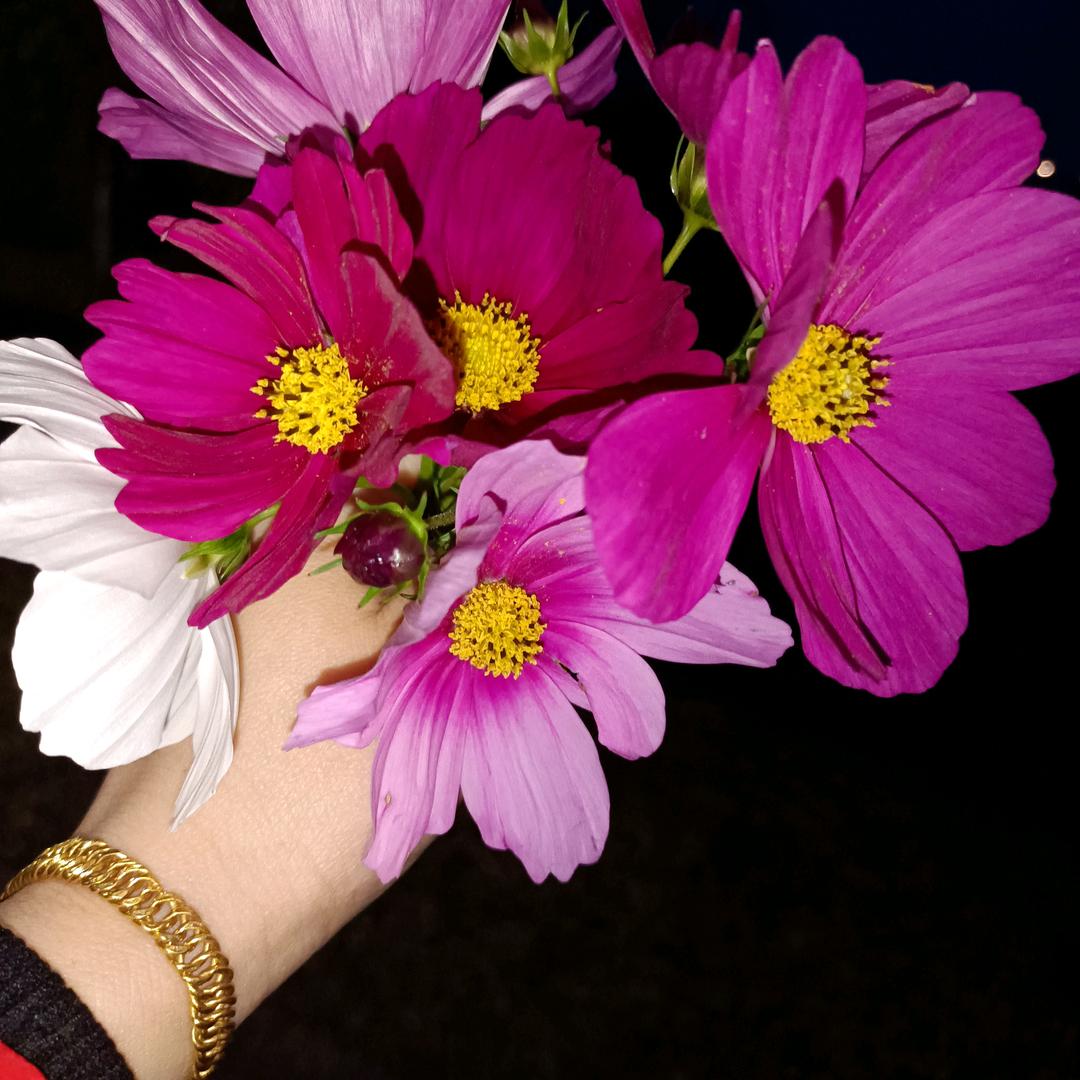 清零♥(｡￫v￩｡)♥