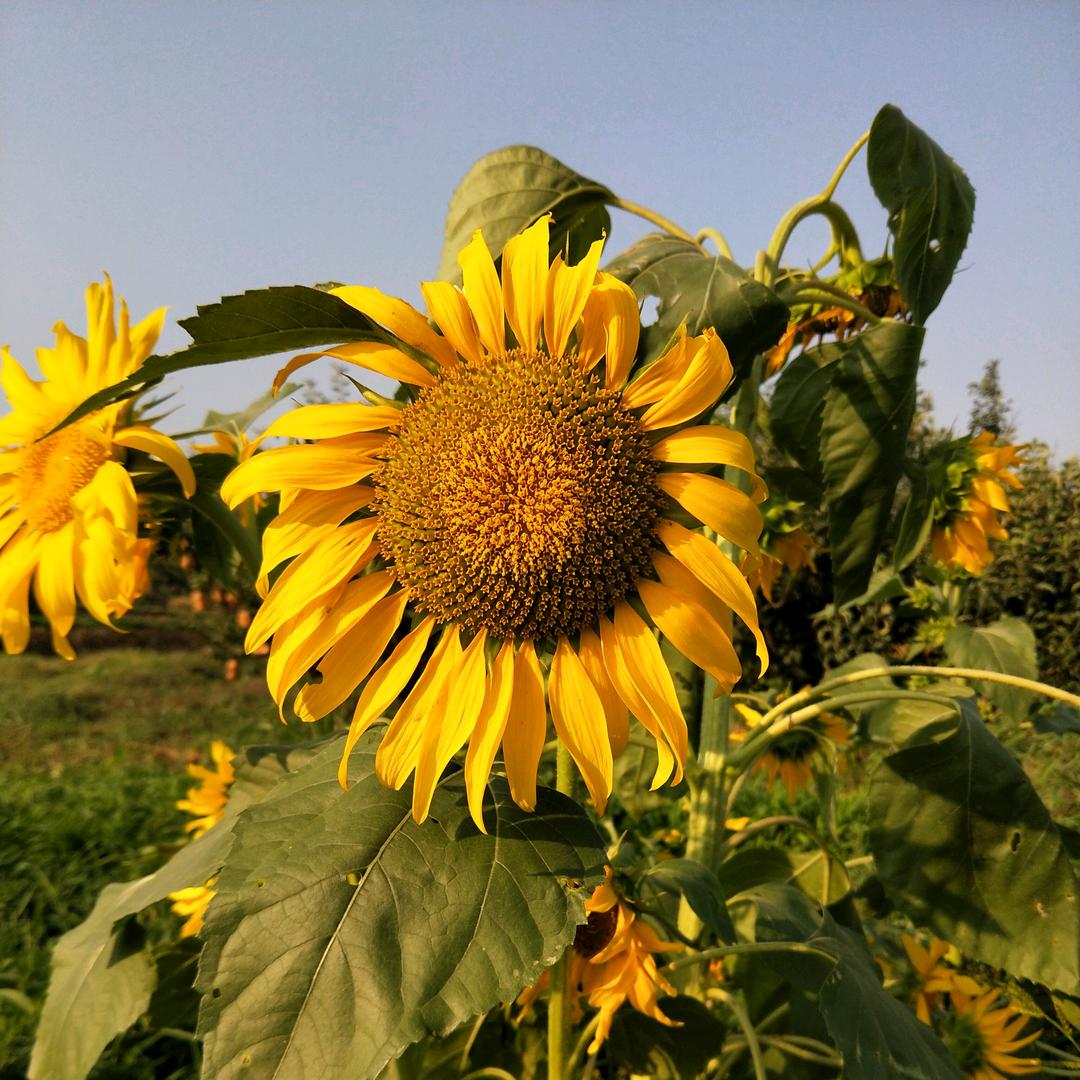 向日葵🌻