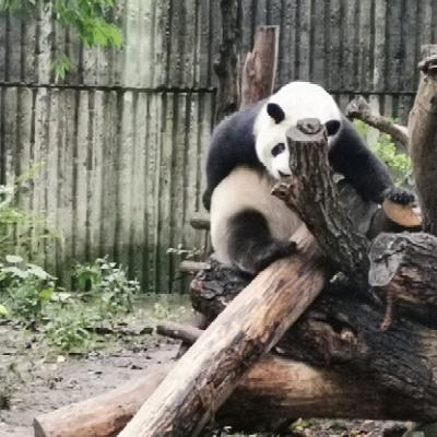 李欲