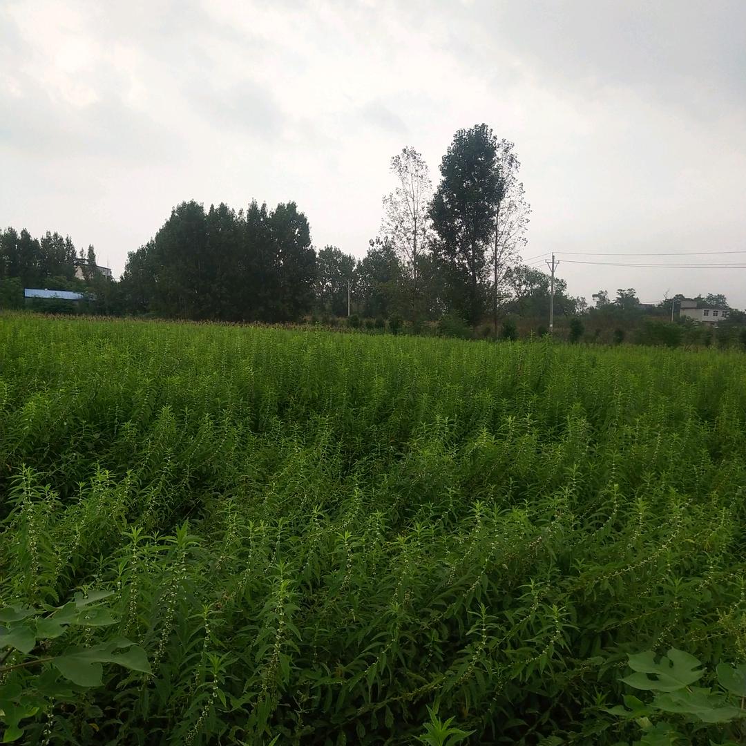 泽兰 种植户  邓莲