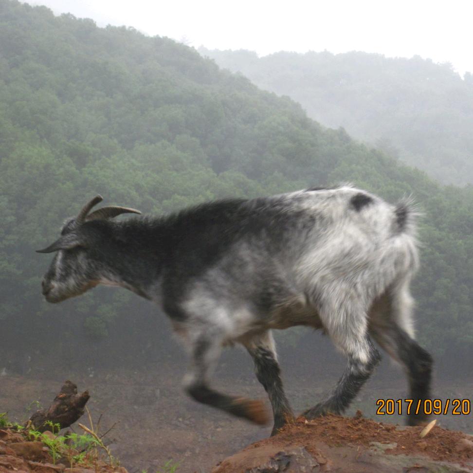 洋羊山羊