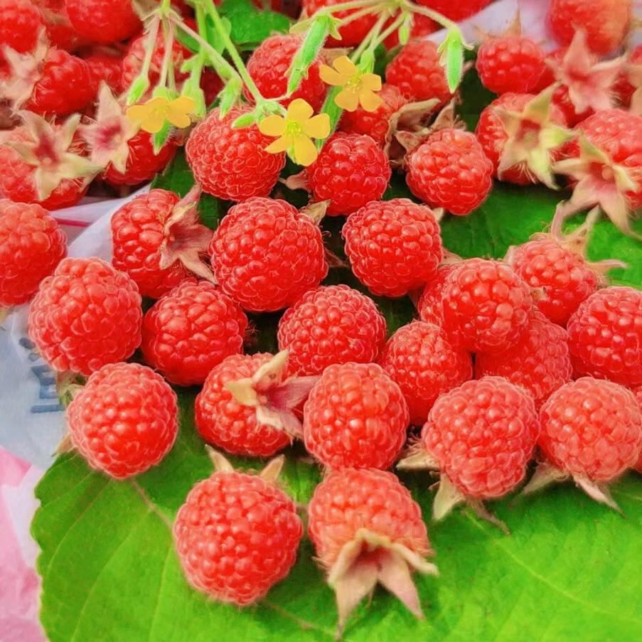 好开心(●°u°●) 」