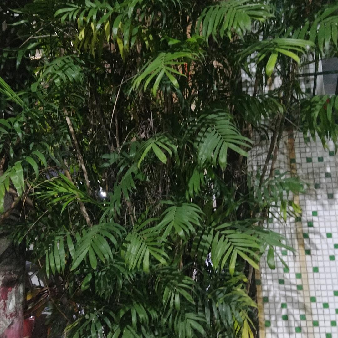 张