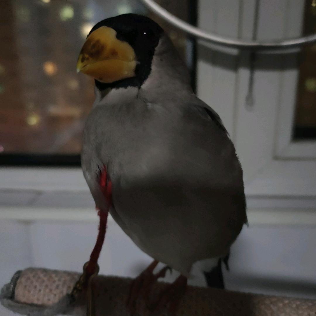 玩鸟人