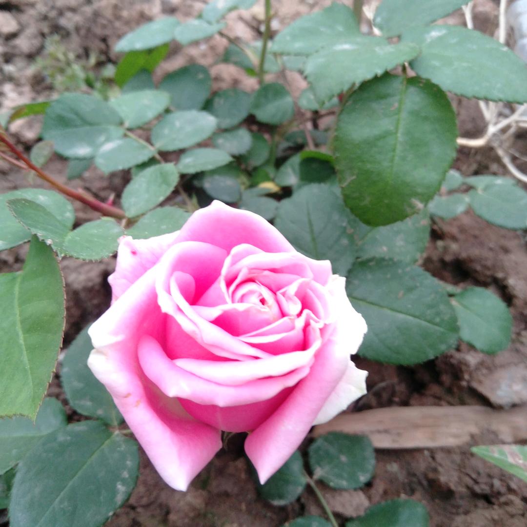 等待花开的那一刻.