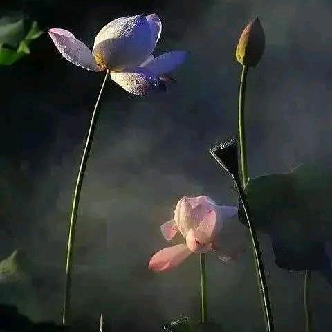 翟菊侠