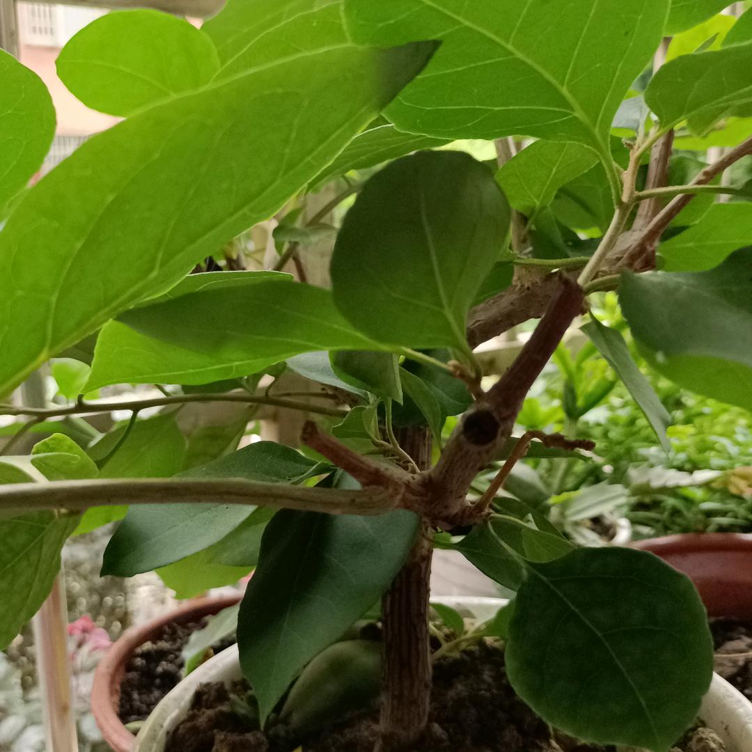 〖左手指月〗☝️