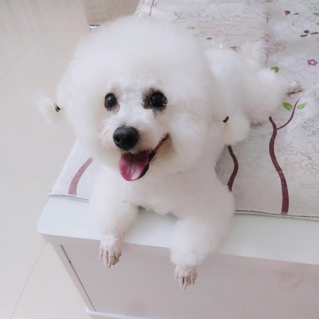 小比熊