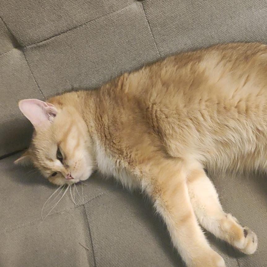 suki