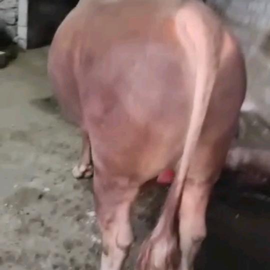斗牛一生