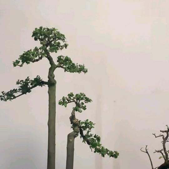 放任盆景《金蛋子坨坨终结者》