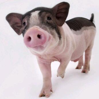 猪🐷客