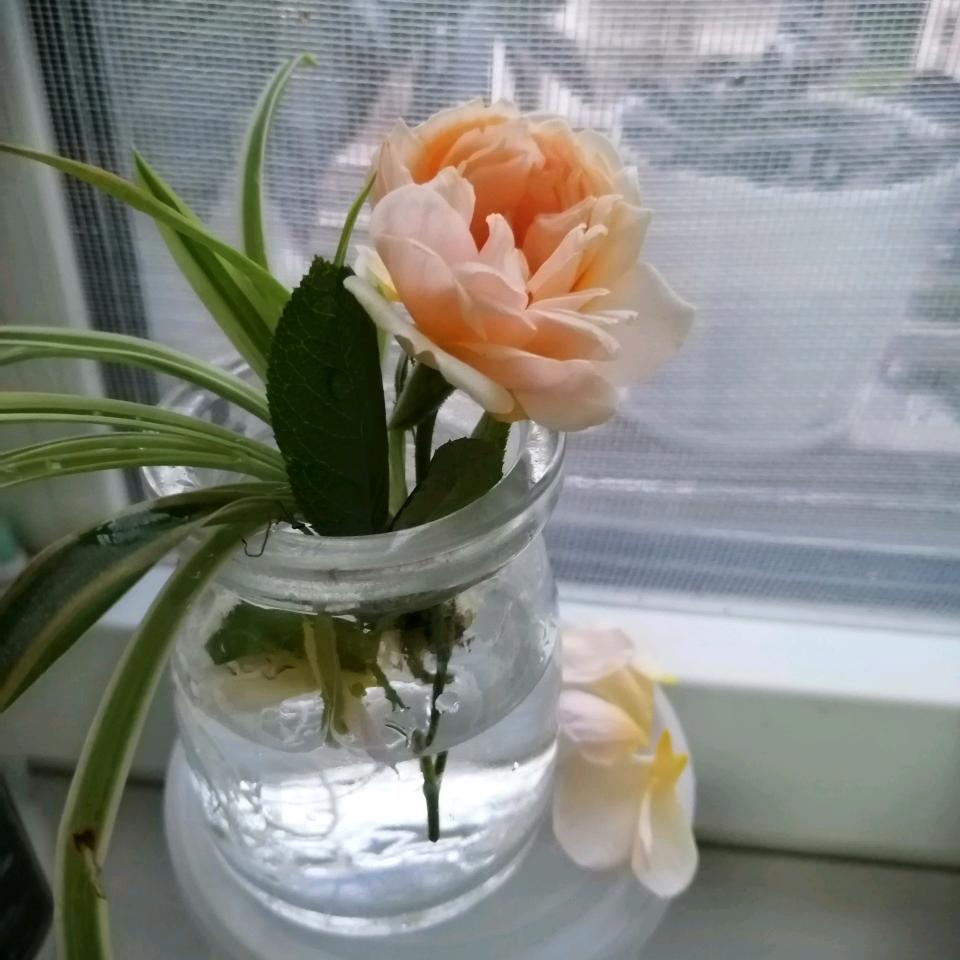 橙子🍊