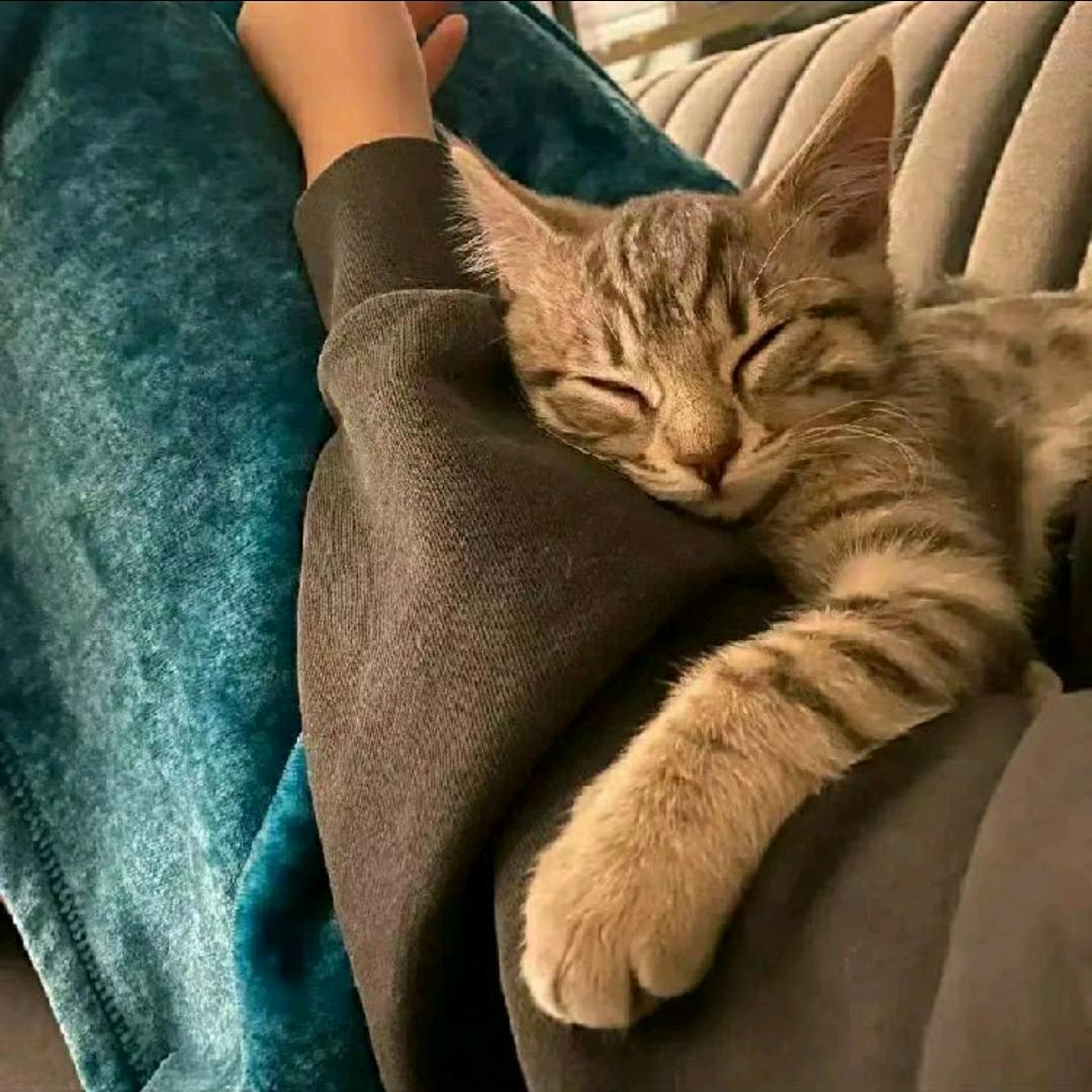 迎风张嘴胖三斤的陪伴