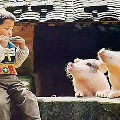 🐷猪歌
