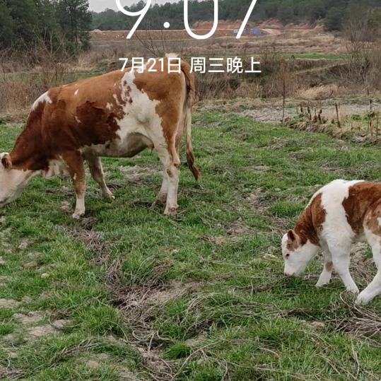 汪道云
