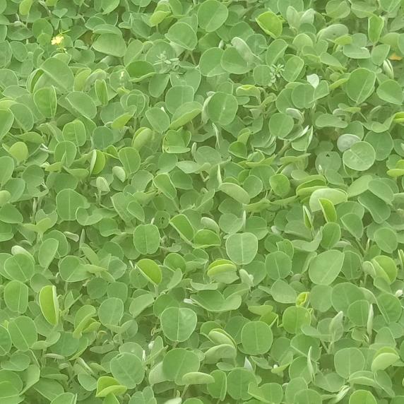 生产中草药材基地