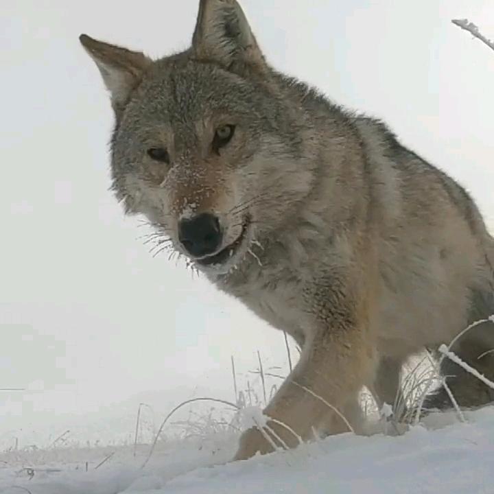 孤独的狼🐺(庞)