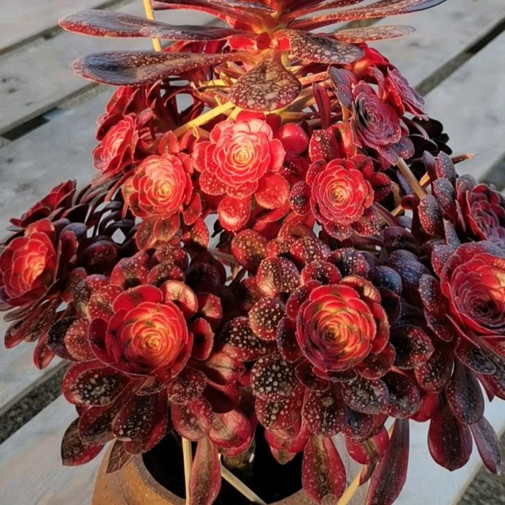 花尔曼法师馆