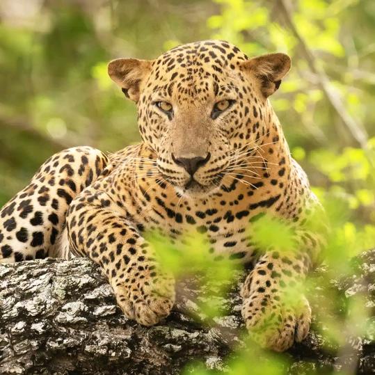 👑龙👑龙👑