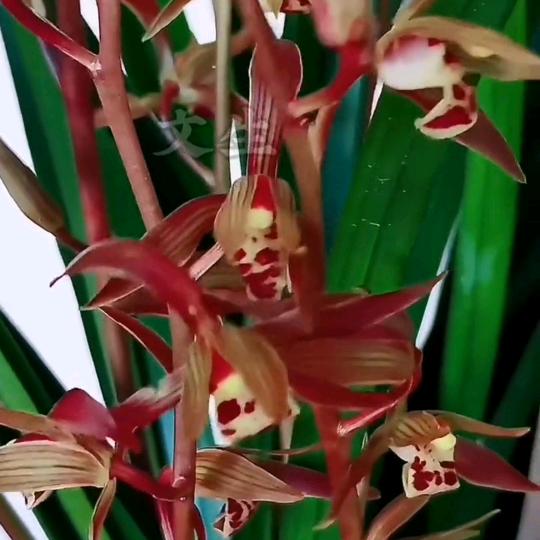 兰花沉香（请勿连赞）