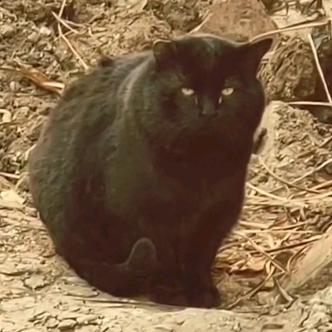 我和流浪猫