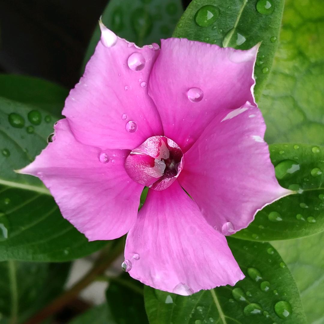 暖暖的花园（小花匠）