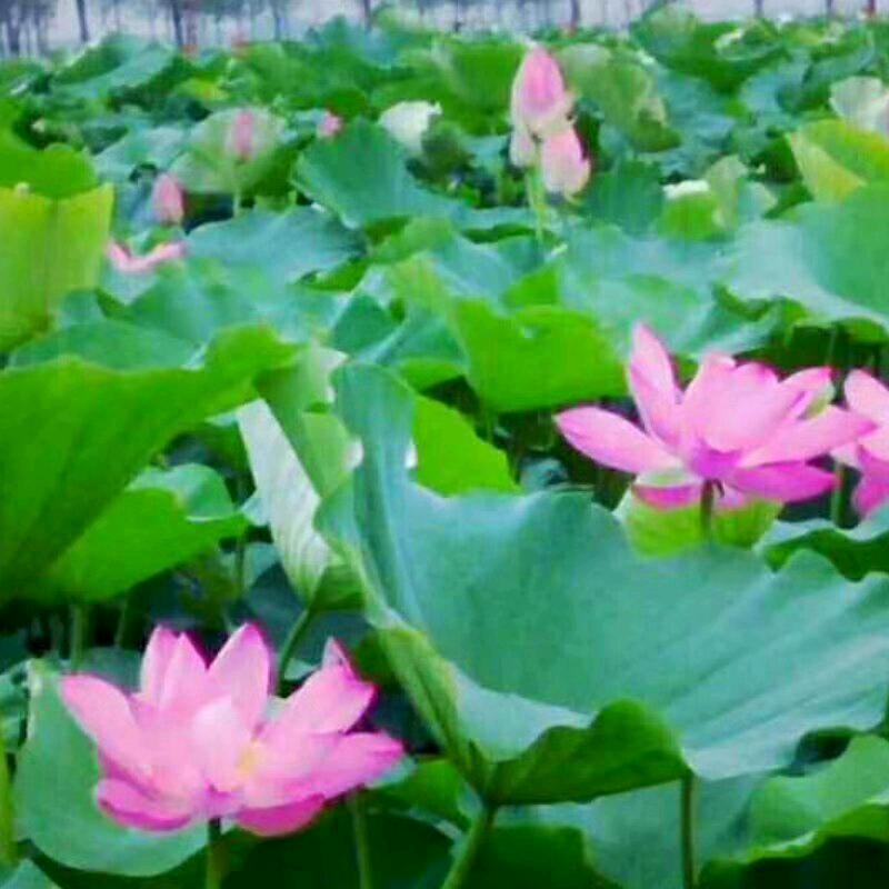 开心❤每一天