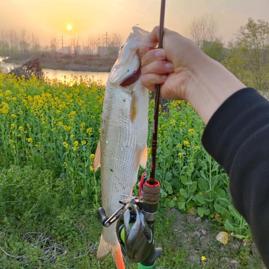 梦中情鳜（失业版)