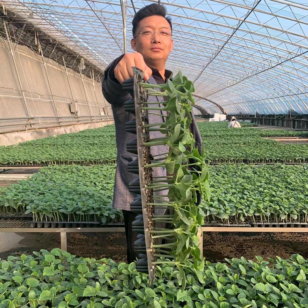 种业航母