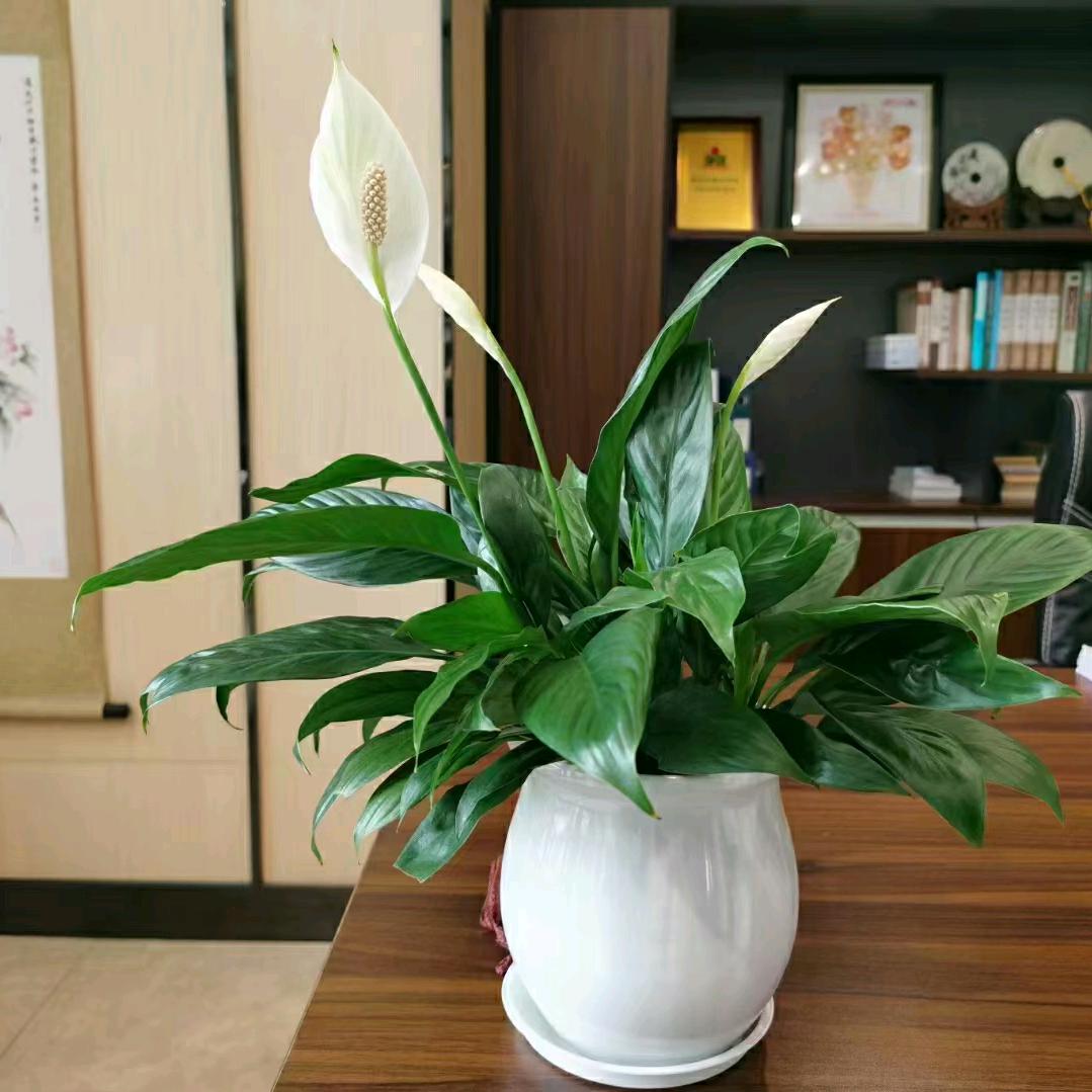 赵大小姐