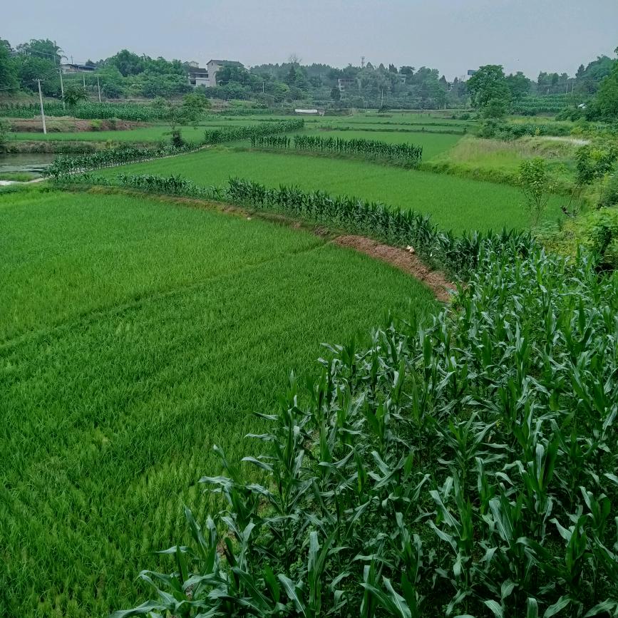 罗冰群.75年兔子。