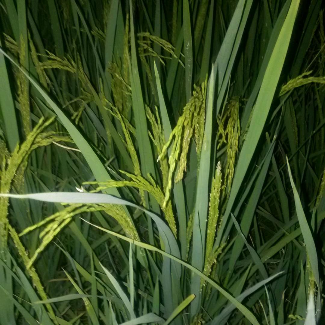 小华哥
