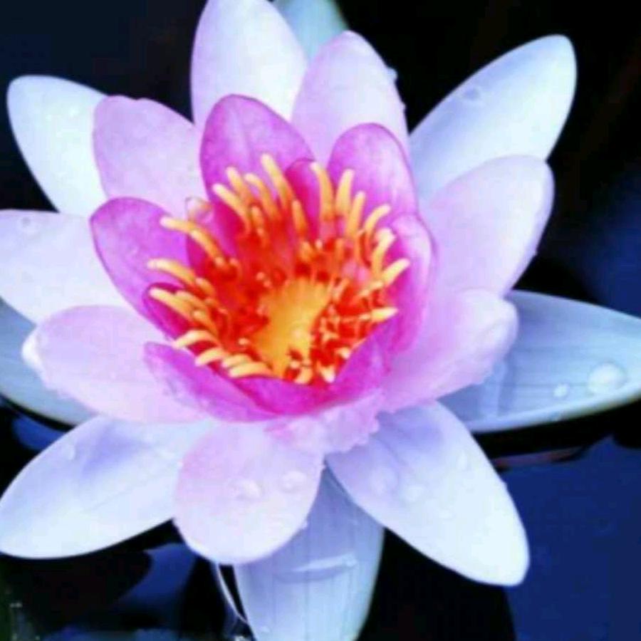 🌹水莲花🌹