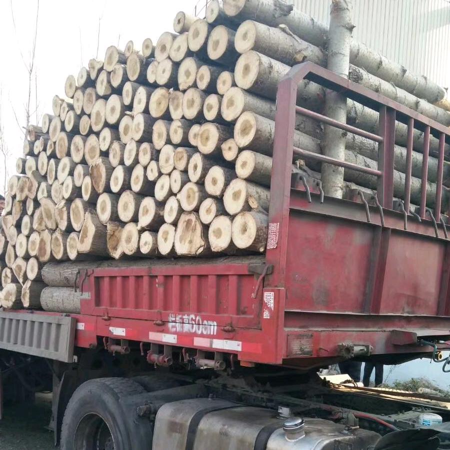 舍得（专业伐树）