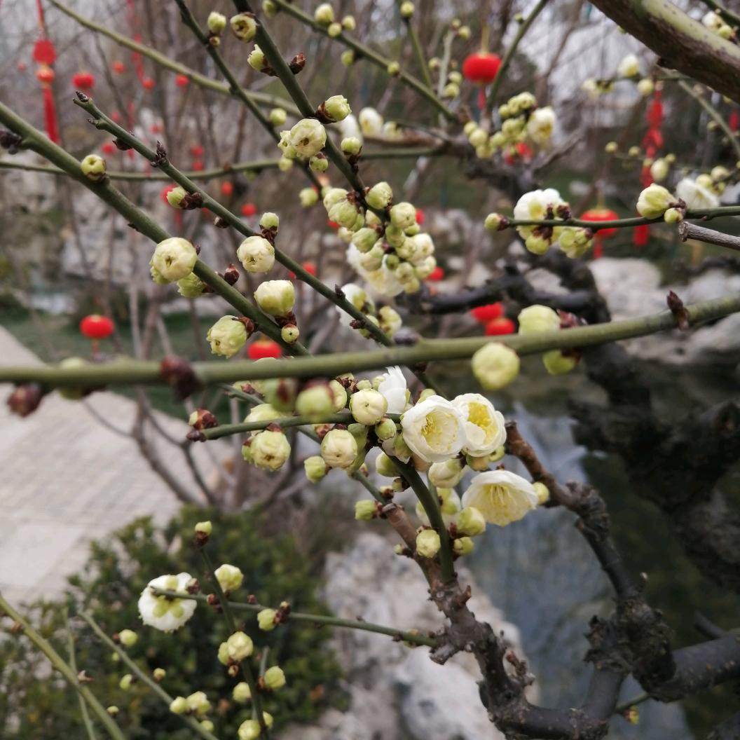 梅梅