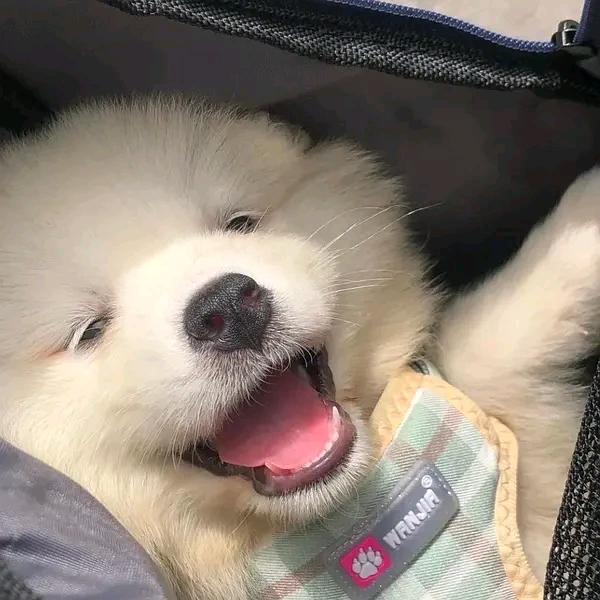 小楼爱追剧