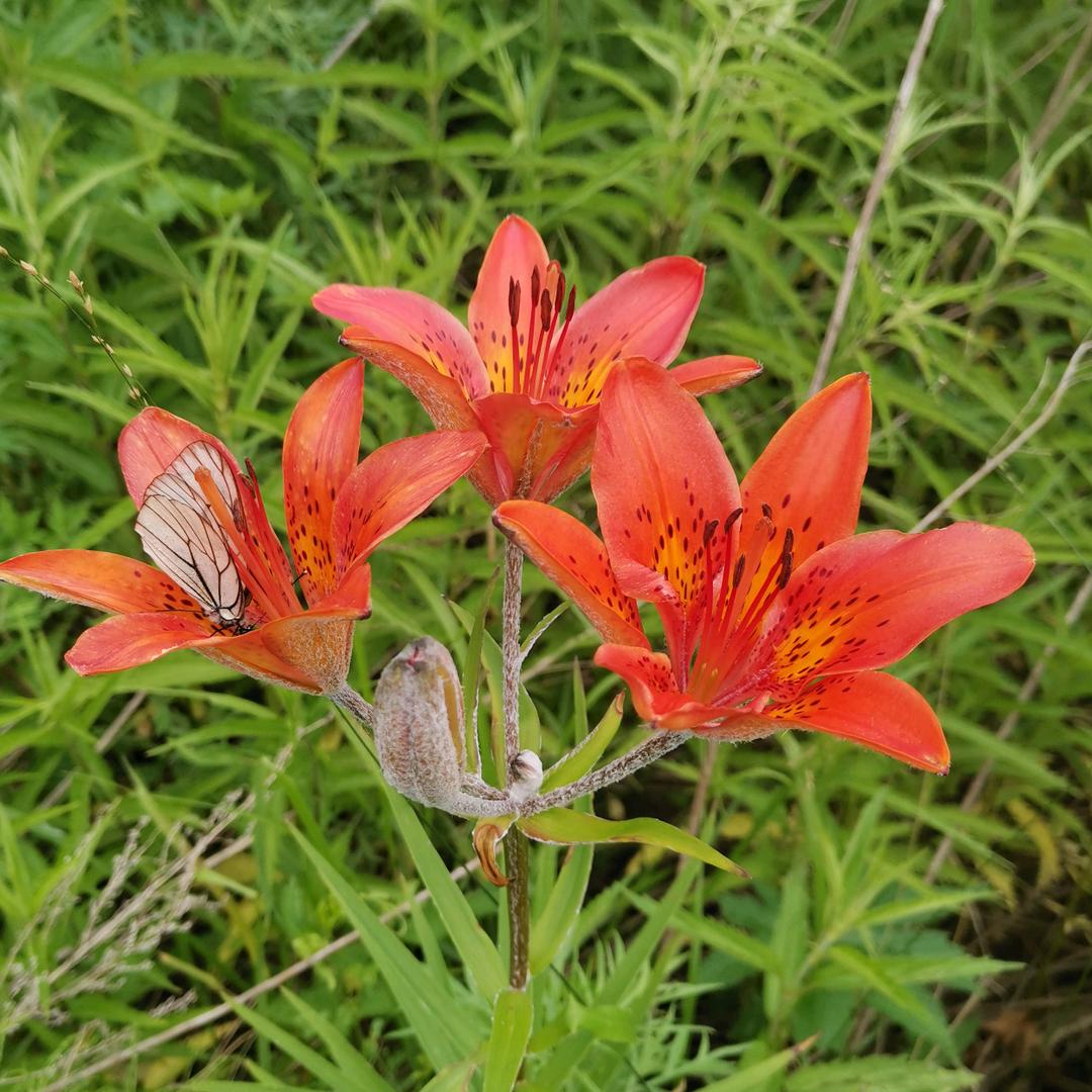 蜜蜂哥
