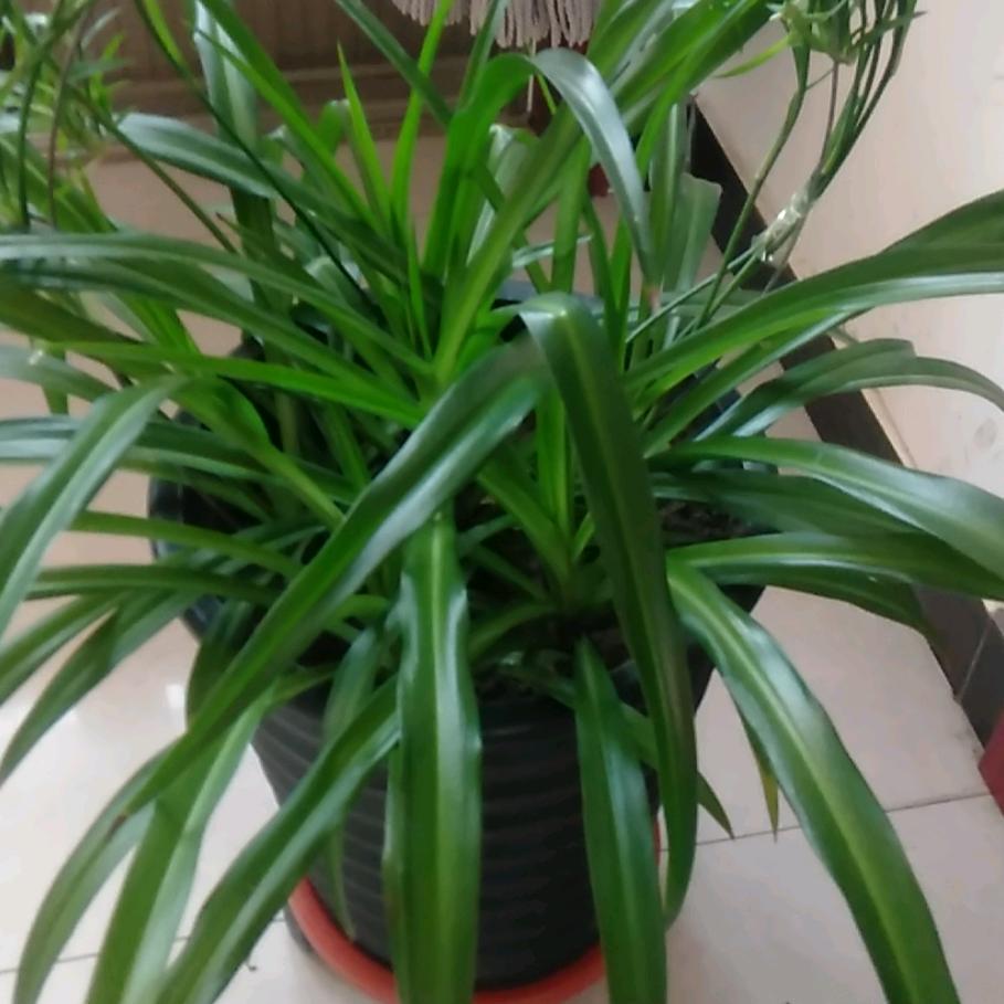 万紫千红总是春